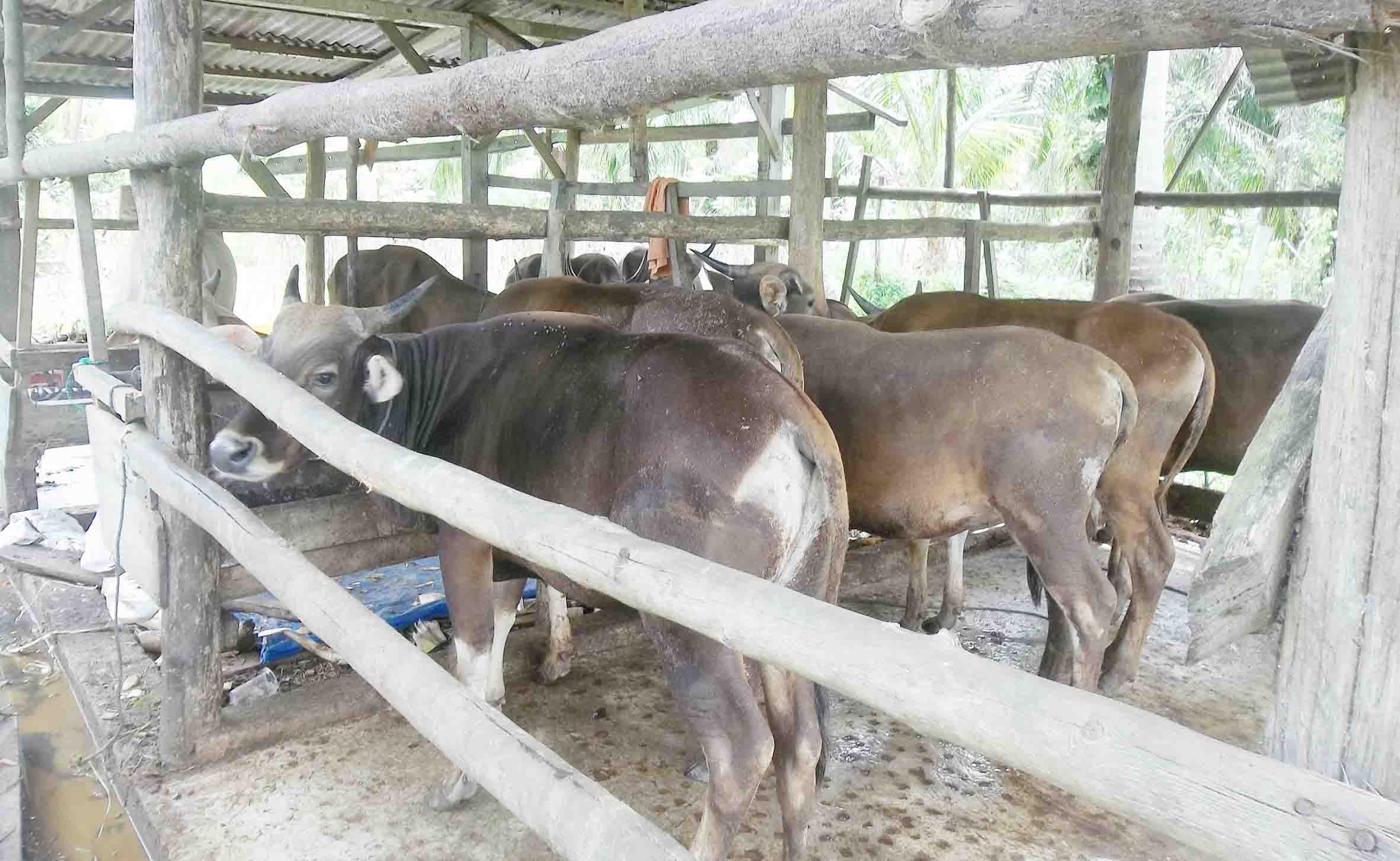 Jelang Idul Adha, Waspadai Aksi Curnak