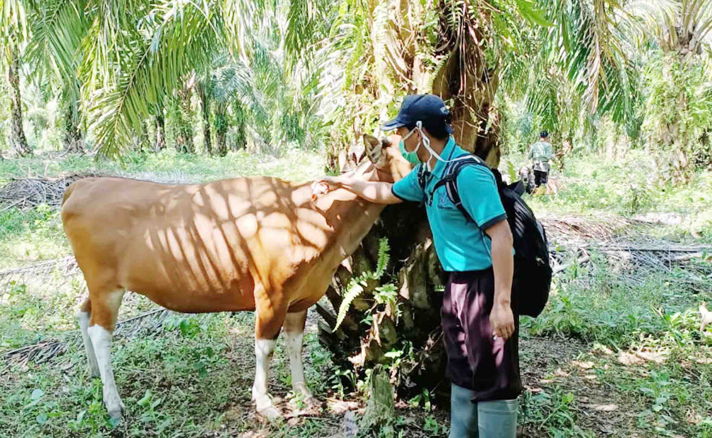 Belasan Sapi di Talang Kuning Suspect Jembrana