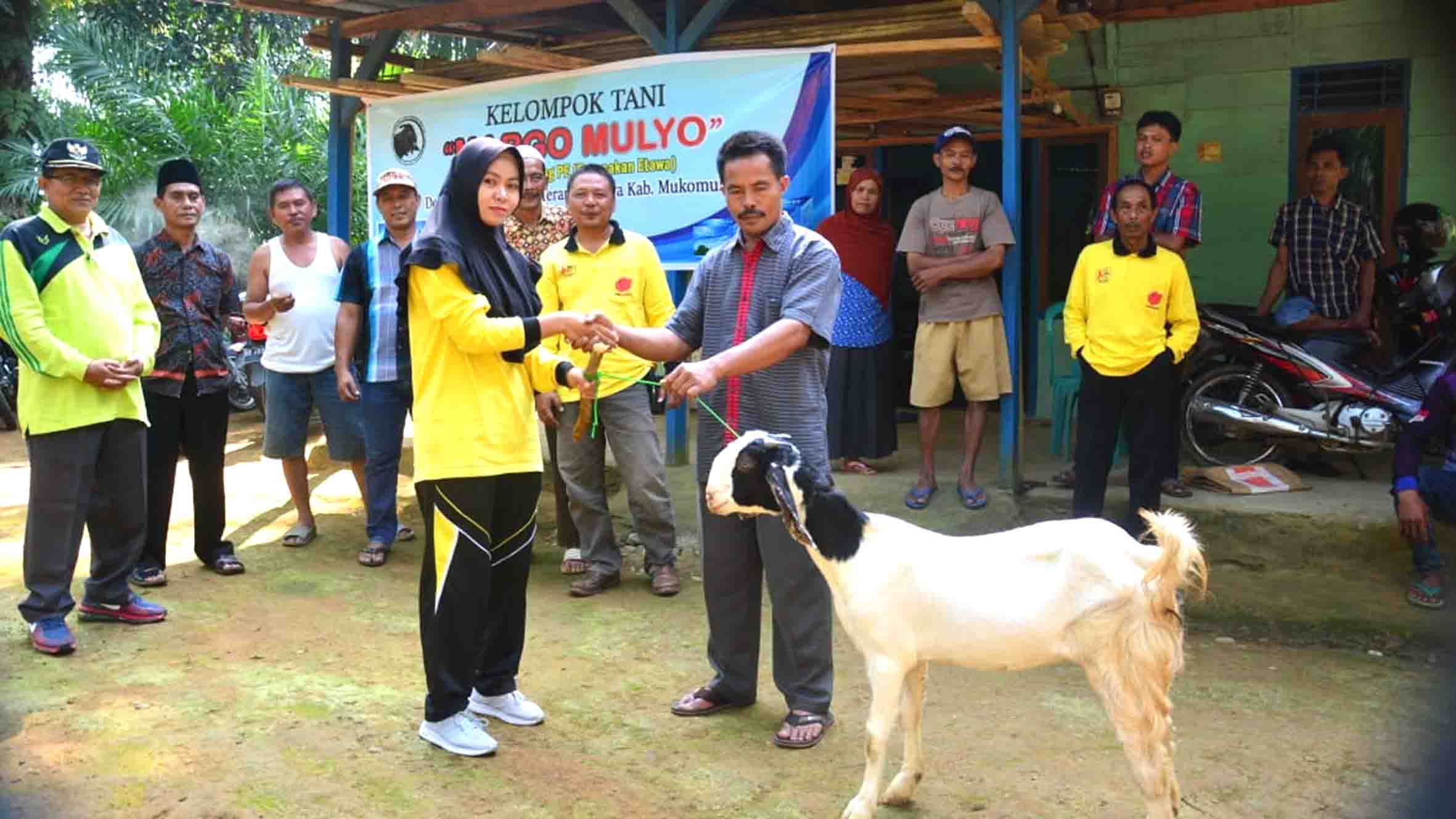 Di Bandar Jaya, Sapi Nyusu Kambing