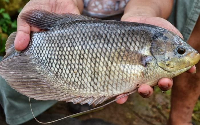 Pengembangan Ikan Gurami, Didanai DAK Rp 150 Juta