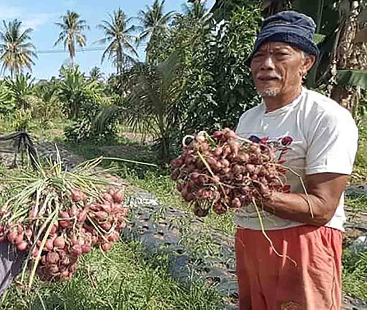 Mukomuko Rintis Usaha Budidaya Bawang Merah