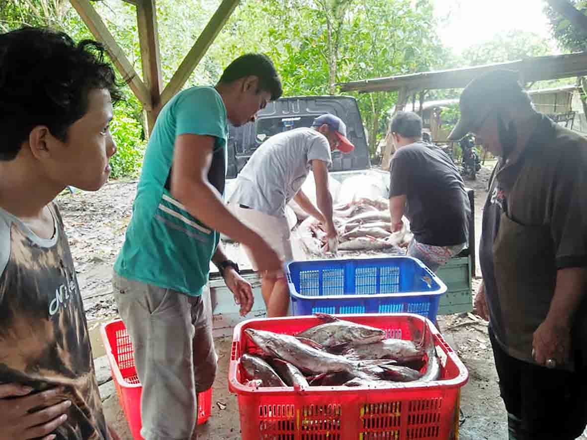 Puluhan Ton Ikan Manyung Terjaring Pukat Nelayan Mukomuko