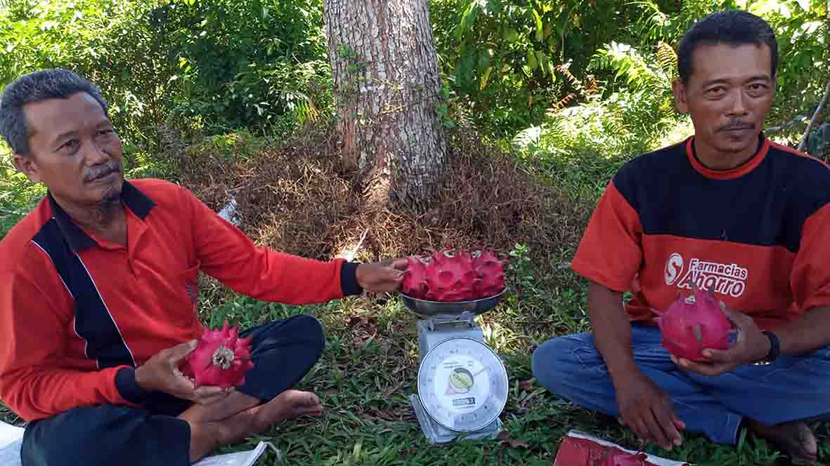 Moh Nashihin Bongkar Rahasia Sukses Kembangkan Budidaya Buah Naga (Bagian Satu….)