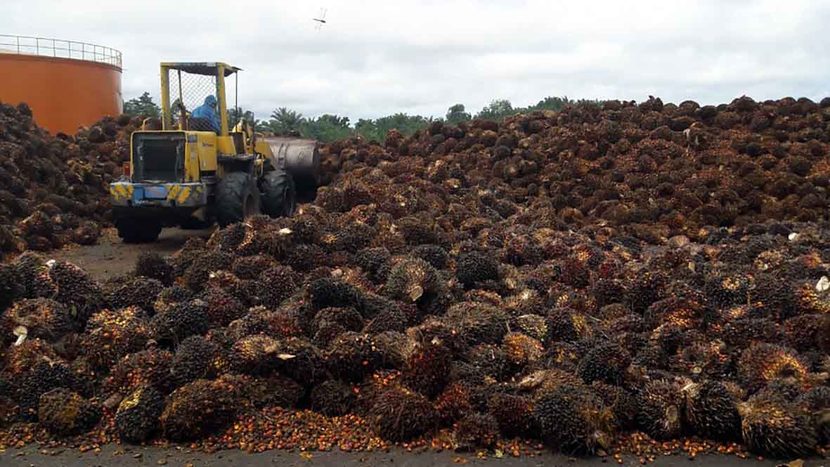 Harga TBS Sentuh Angka Rp 3.000/Kg