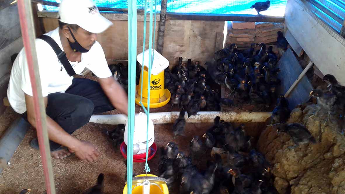 Kembangkan Ayam KUB, Usaha Sampingan yang Menguntungkan