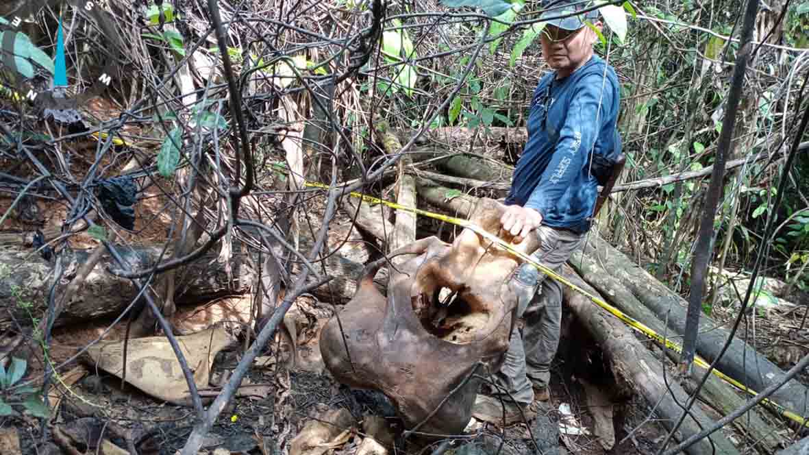 BKSDA Identifikasi Bangkai Gajah di Mukomuko