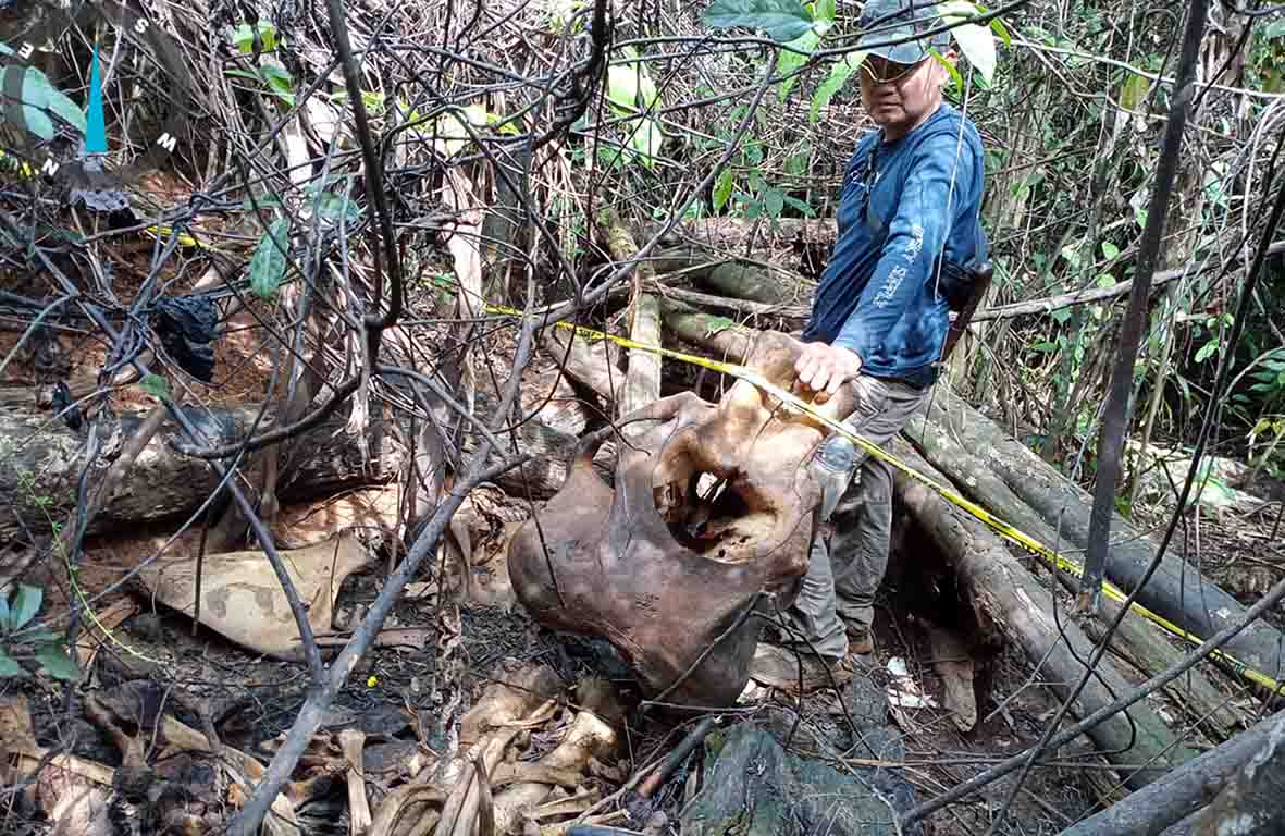 Kasus Kematian Gajah di Mukomuko Belum Terungkap