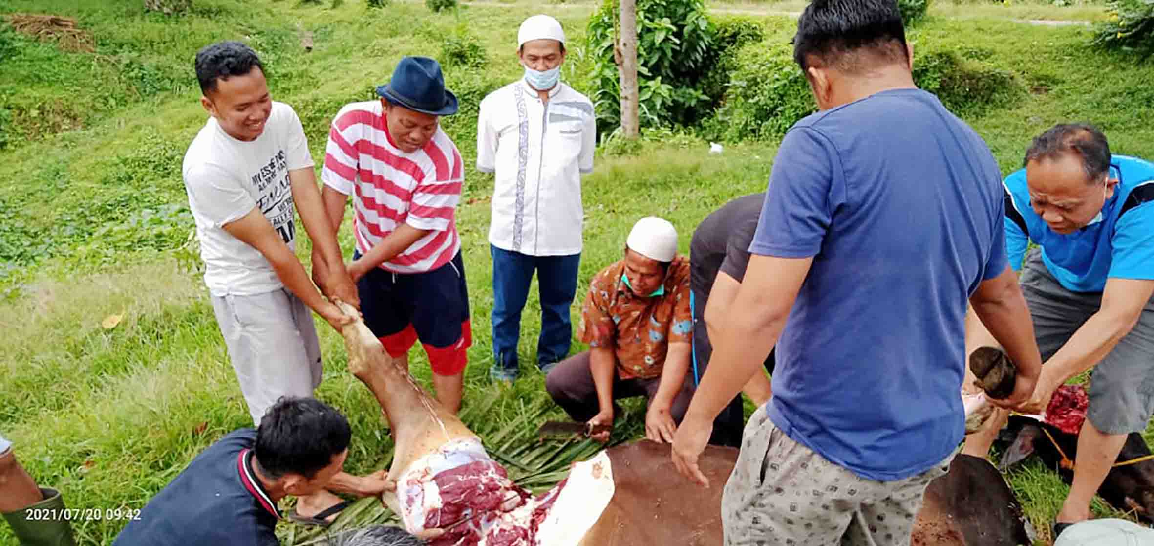 PT. Sapta Sentosa Jaya Abadi Qurban 3 Ekor Sapi