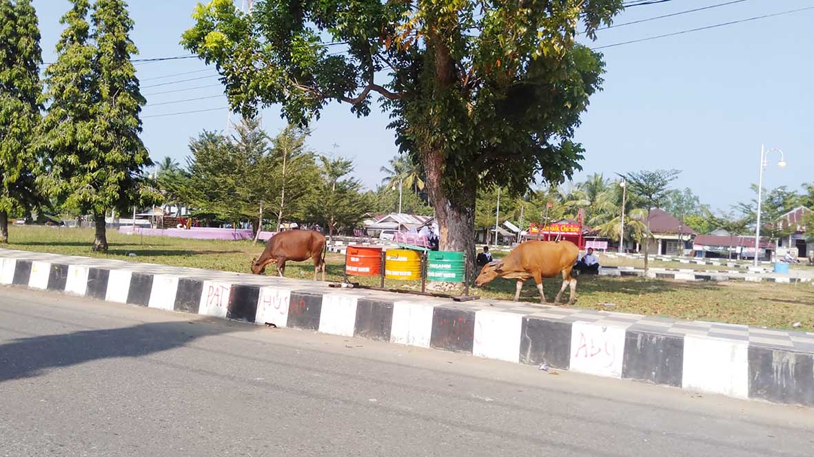 Sapi dan Kerbau Kuasai Lapangan Merdeka Mukomuko