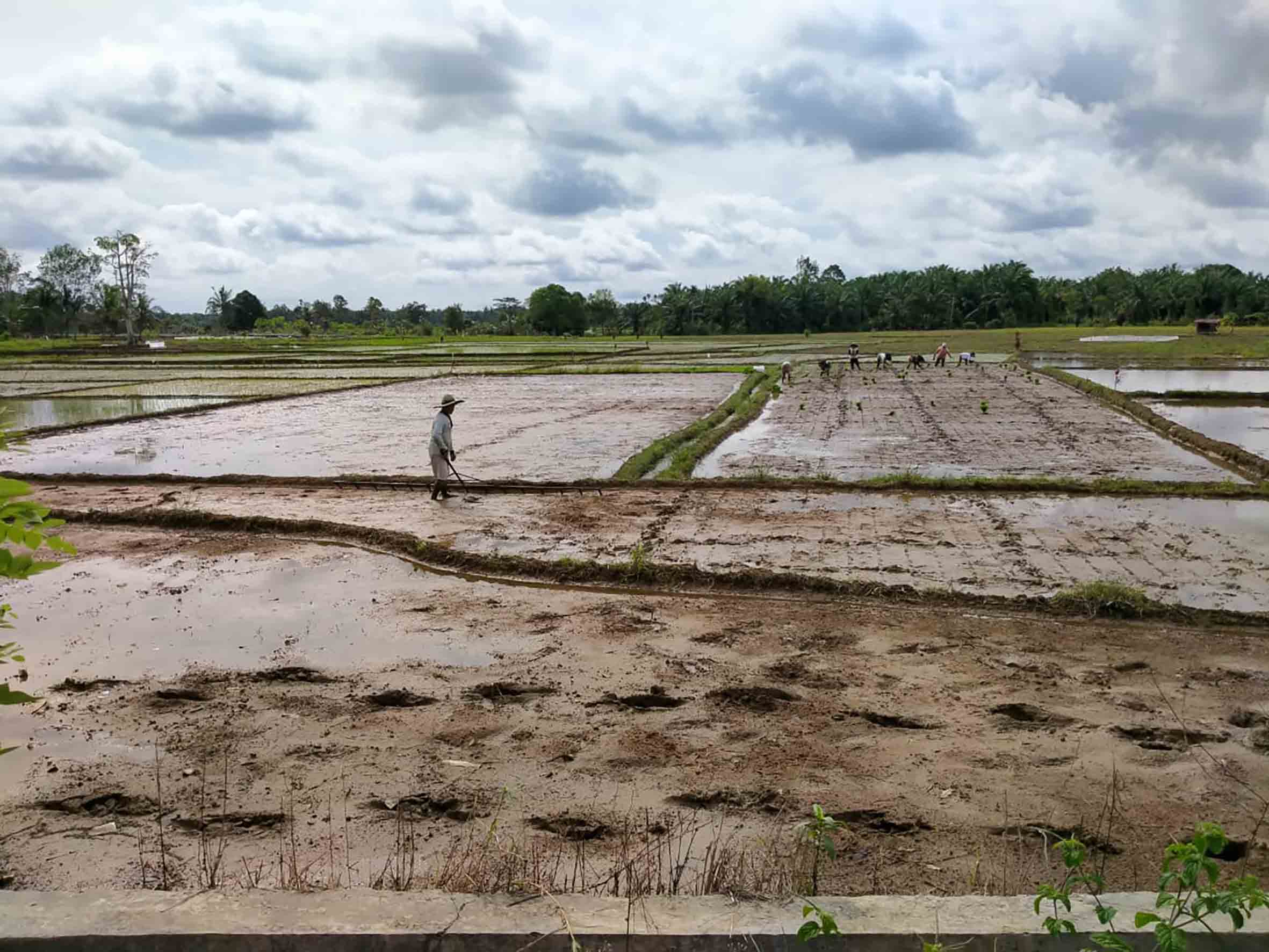 Distan Kaji Pengembangan Sawah Tadah Hujan