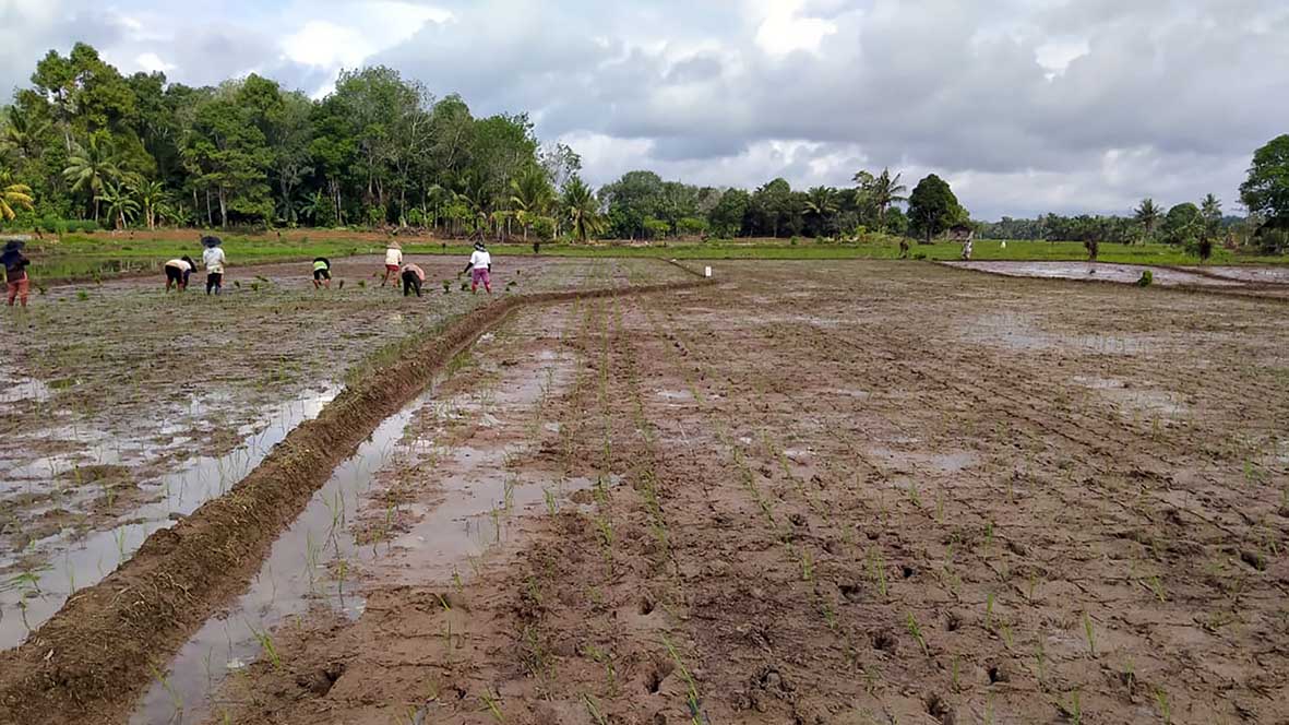 Akibat Banjir Warga Sumber Makmur Terancam Gagal Panen