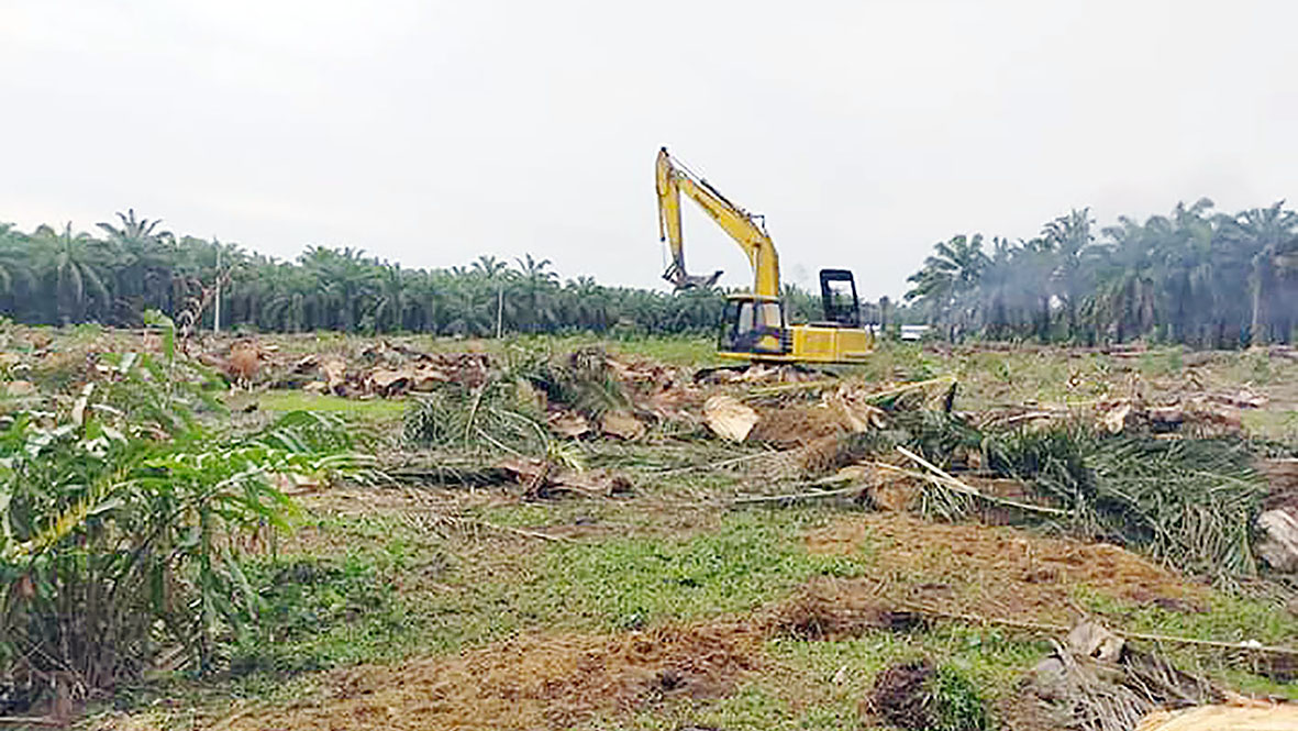 36 Orang Penerima Program Replanting Mundur