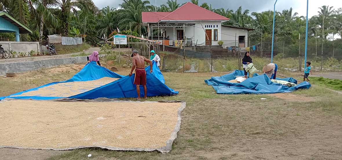 Dampak Program Pengembangan Inovasi Teknologi Pertanian