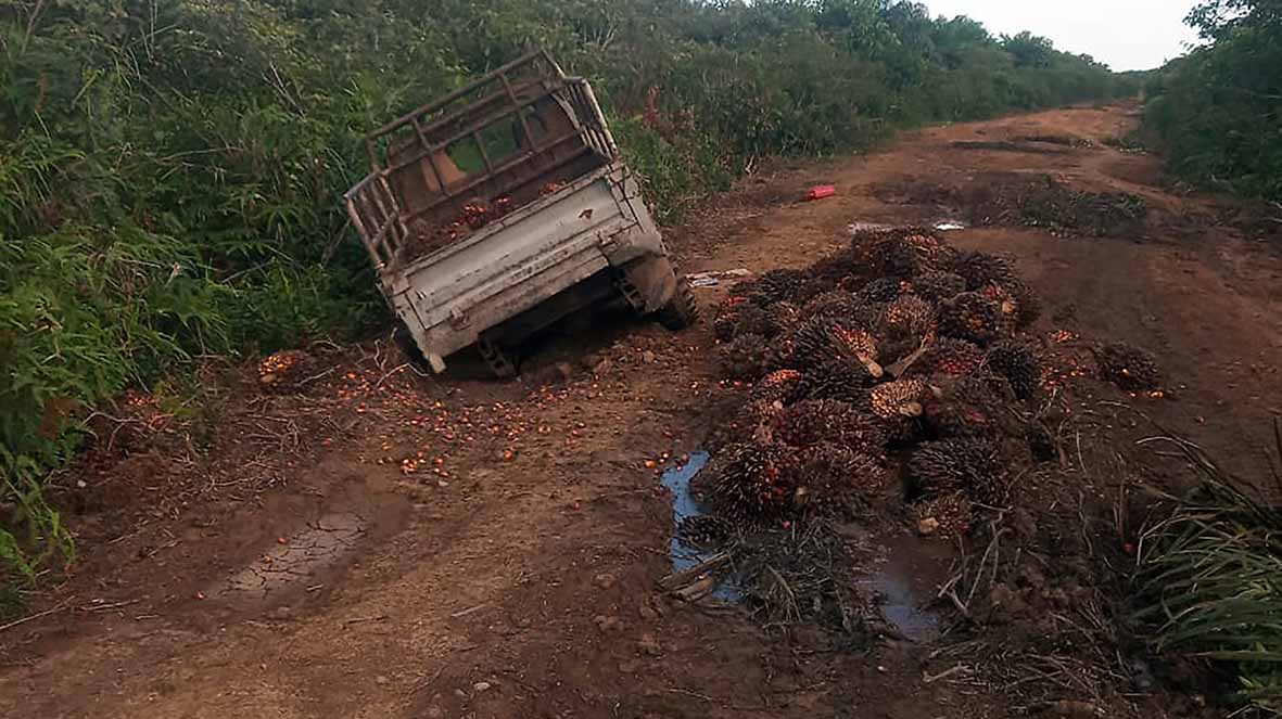 JUT Rusak Parah, Puluhan Ton TBS Membusuk