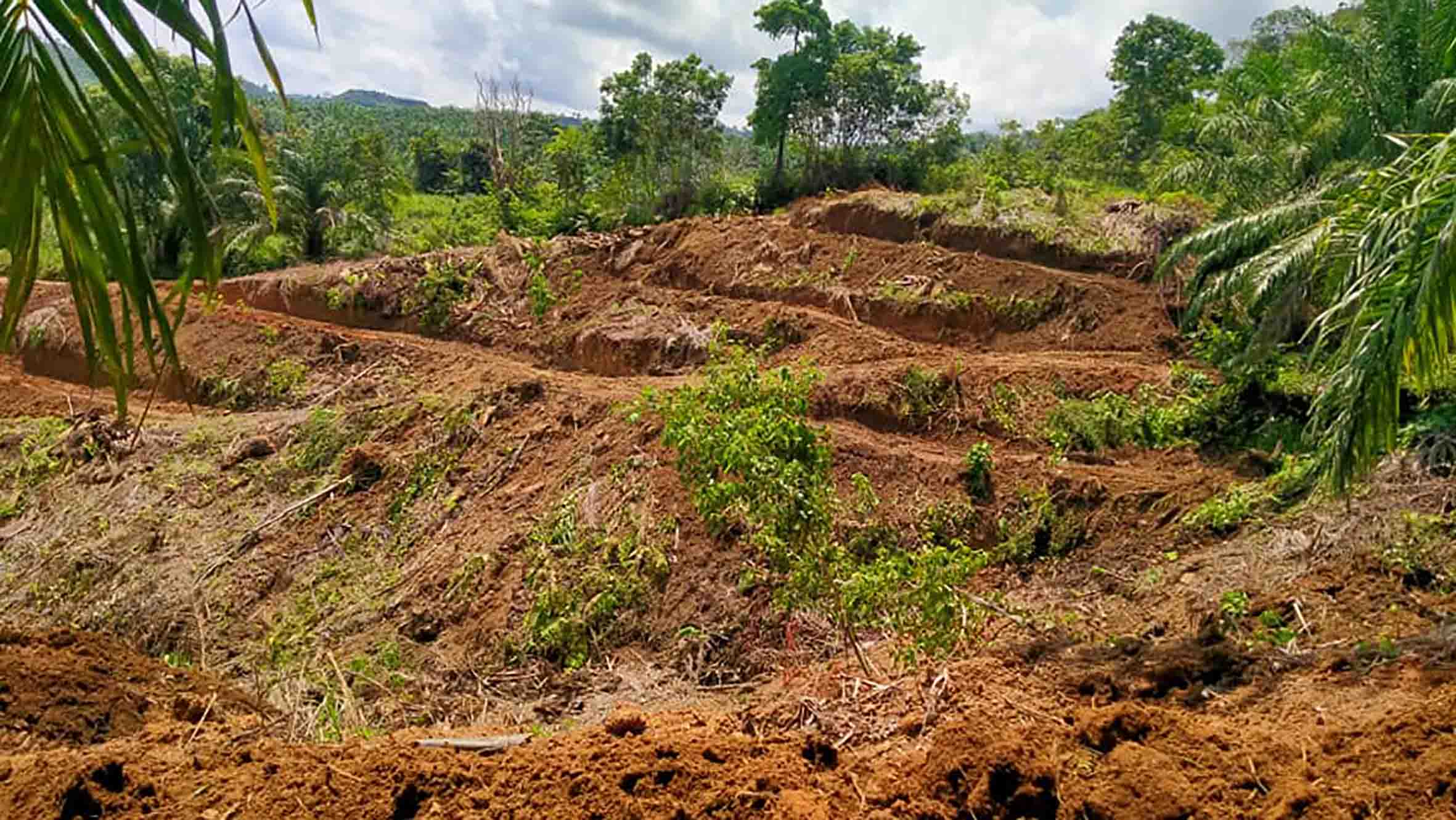 Keberhasilan Peremajaan Sawit Tergantung Petani