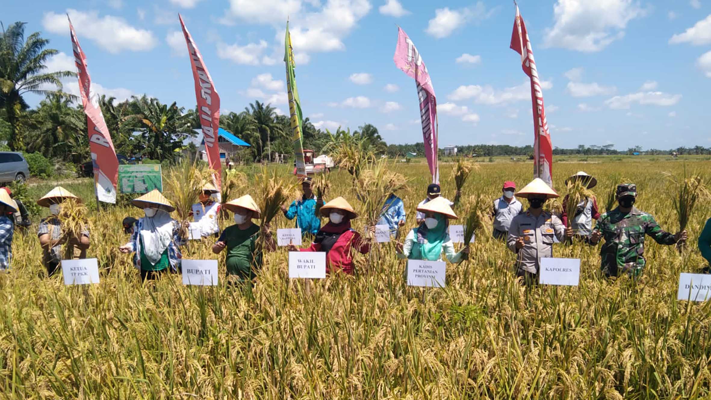 Panen Raya, Bupati Tampung Keluhan Petani Lupi