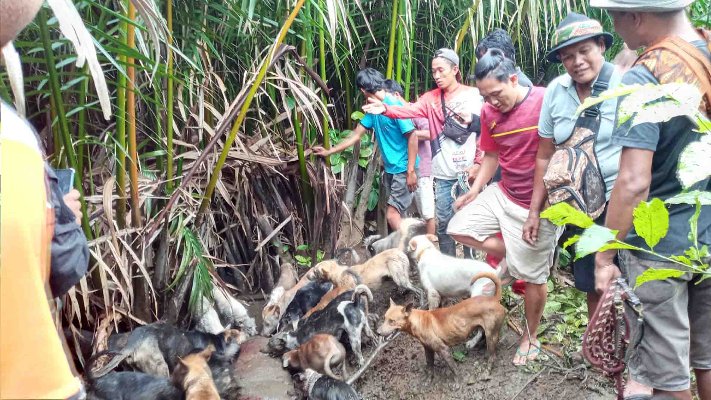 Ketiban Naas, Babi Bringas Seret Anjing Pemburu Mukomuko