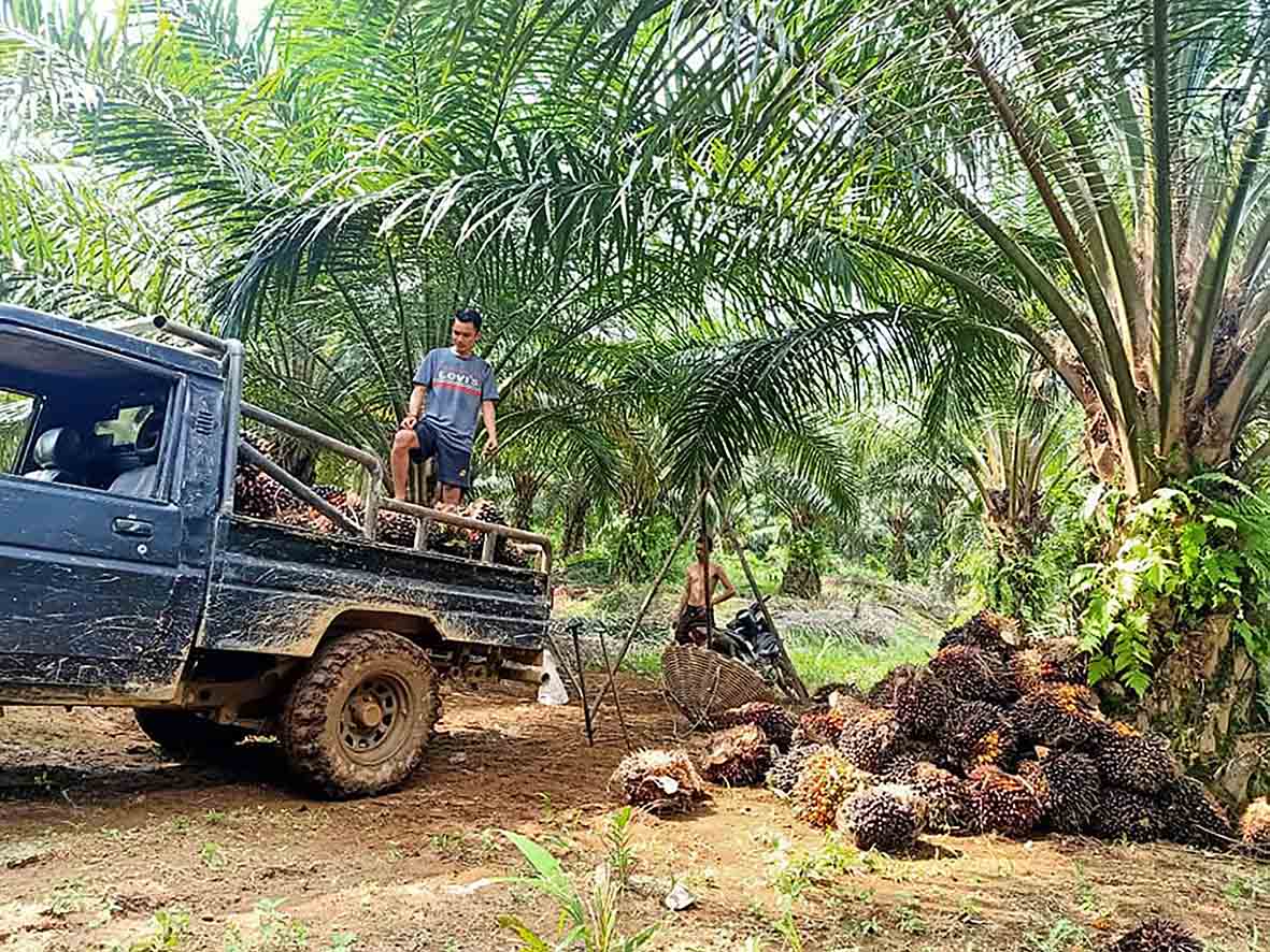 10 Pabrik Beli TBS Diatas Rp 3.000 /Kg