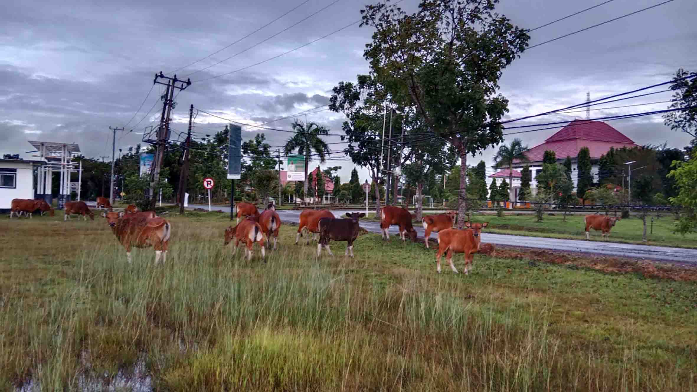 Kerumunan Sapi Masih Berkeliaran di Pusat Perkantoran