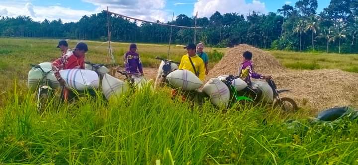 Petani Selagan Raya Gembira Memasuki Masa Panen