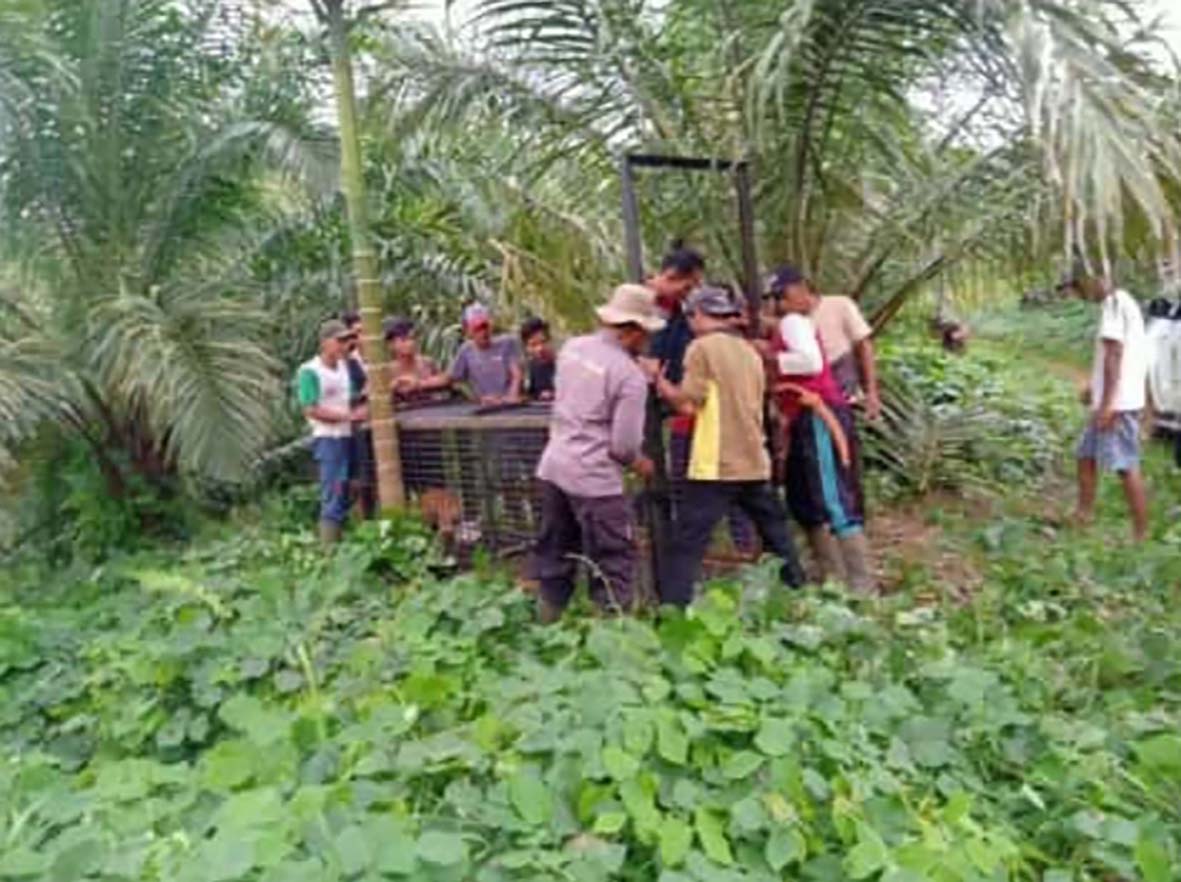 BKSDA Pasang Perangkap Harimau Pemangsa Ternak Warga Mukomuko