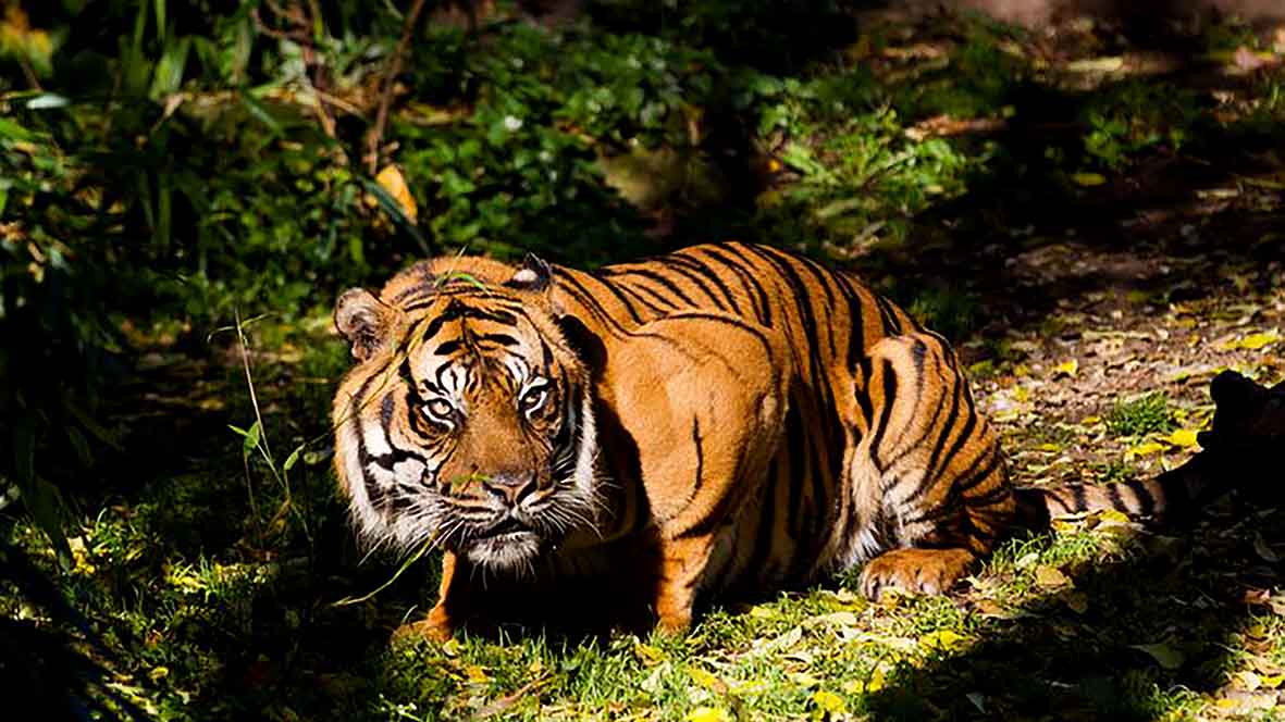 Permukiman Warga Malin Deman Dikepung Harimau