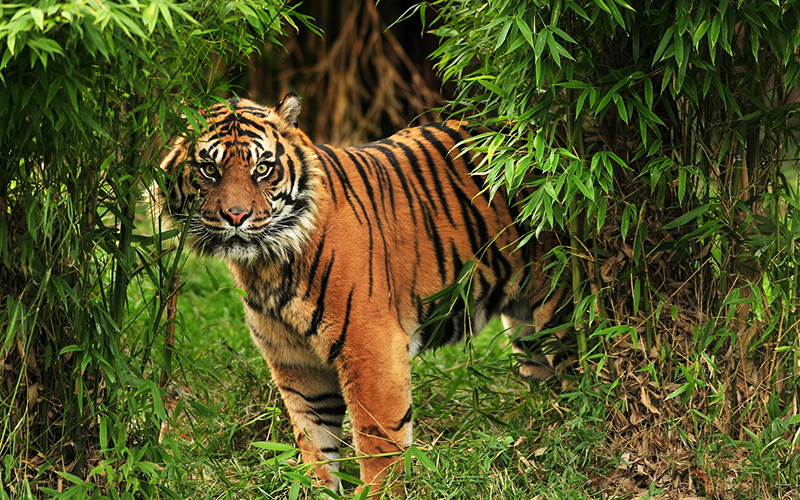 Harimau Mangsa Ternak Warga Trans Lapindo Mukomuko