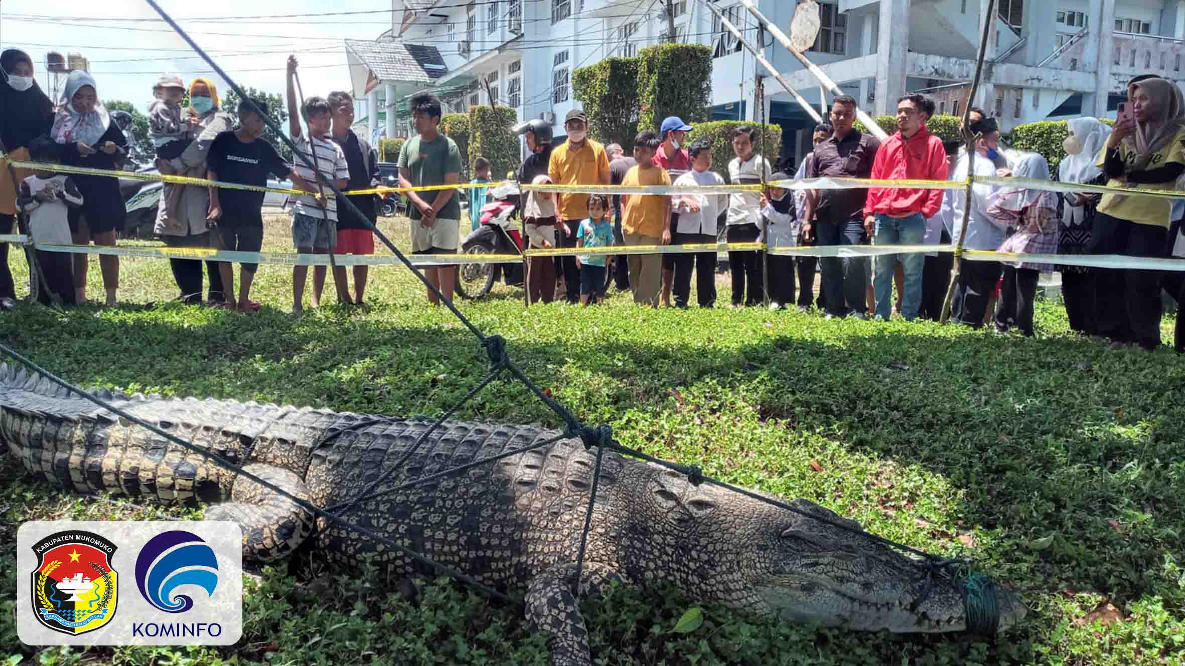 Buaya Ditangkap Warga Mukomuko Diserahkan ke BKSDA Bengkulu