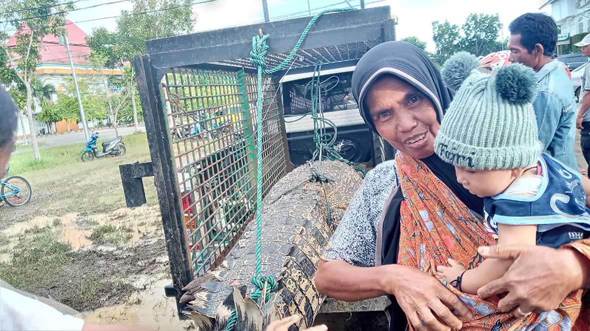 Buaya Ditangkap Warga Mukomuko Jadi Bangkai